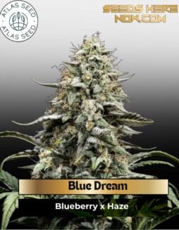 Blue Dream (Feminized) (space) Atlas Seed