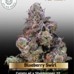 Blueberry Swirl (Feminized) - Atlas Seed