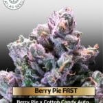 Berry Pie FAST (Feminized) - Atlas Seed