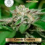 Cosmic Crashers (Feminized) - Atlas Seed