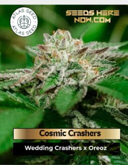 Cosmic Crashers (Feminized) (space) Atlas Seed