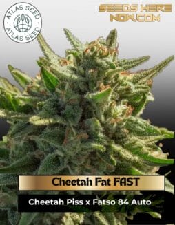 Cheetah Fat FAST (Feminized) (space) Atlas Seed