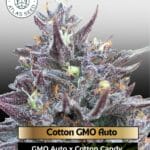 Cotton GMO Auto (Feminized) - Atlas Seed