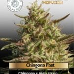 Chingona Fast (Feminized) - Atlas Seed