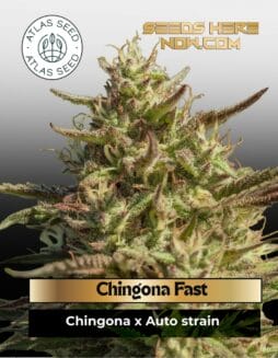 Chingona Fast (Feminized) (space) Atlas Seed