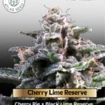 Cherry Lime Reserve (Feminized) - Atlas Seed