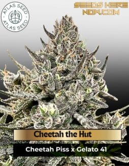 Cheetah the Hut feminized seeds (space) Atlas Seed