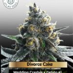 Divorce Cake (Feminized) - Atlas Seed