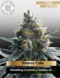 Divorce Cake (Feminized) (space) Atlas Seed