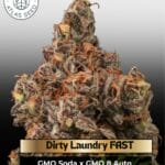 Dirty Laundry FAST (Feminized) - Atlas Seed