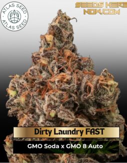 Dirty Laundry FAST (Feminized) (space) Atlas Seed