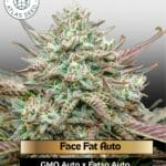 Face Fat Auto (Feminized) - Atlas Seed