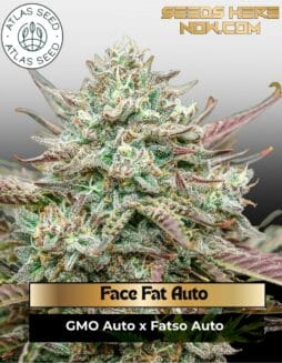 Face Fat Auto (Feminized) (space) Atlas Seed