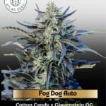 Fog Dog Auto (Feminized) - Atlas Seed