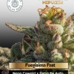 Fuegisima Fast (Feminized) - Atlas Seed