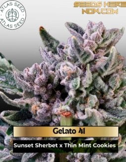 Gelato 41 (Feminized) (space) Atlas Seed