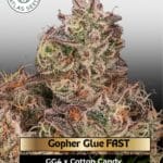 Gopher Glue FAST (Feminized) - Atlas Seed