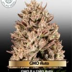 GMO Auto (Feminized) - Atlas Seed