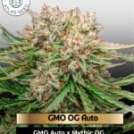 GMO OG Auto (Feminized) - Atlas Seed