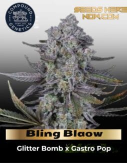Bling Blaow Strain Review: Aroma, Effects, And Grow Guide – Bling Blaow (Feminized) (space) Compound GeneticsBling Blaow (Feminized) (space) Compound Genetics