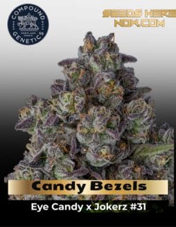 Candy Bezels (Feminized) (space) Compound Genetics