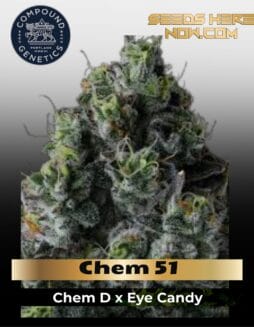 Chem 51 Feminized Seeds (space) Compound Genetics