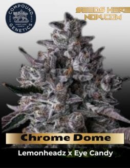 Chrome Dome Feminized Seeds (space) Compound Genetics