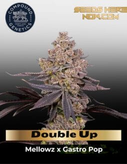 Double Up (Feminized) (space) Compound Genetics