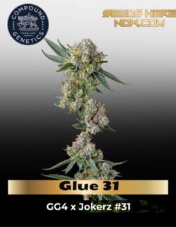 Glue 31 (Feminized) (space) Compound Genetics