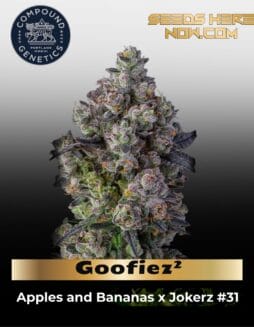 Goofiez² (Feminized) (space) Compound Genetics