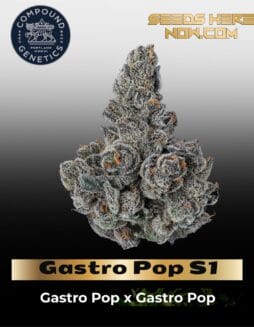 Gastro Pop S1 (Feminized) (space) Compound Genetics