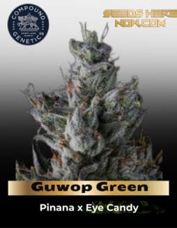 Guwop Green Feminized Seeds (space) Compound Genetics