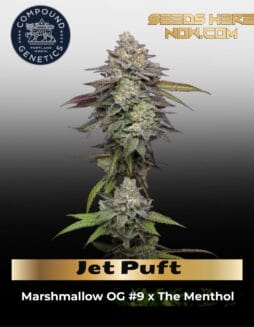 Jet Puft (Feminized) (space) Compound Genetics