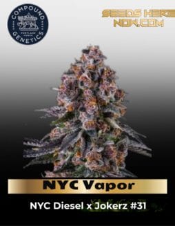 NYC Vapor (Feminized) (space) Compound Genetics