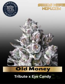 Old Money Feminized Seeds (space) Compound Genetics