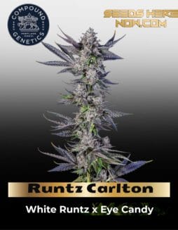 Runtz Carlton Feminized (space) Compound Genetics
