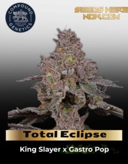 Total Eclipse (Feminized) (space) Compound Genetics