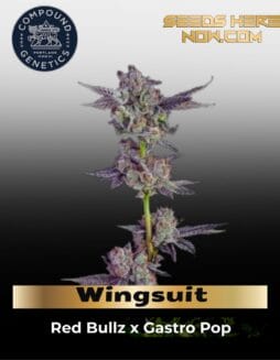 Wingsuit (Feminized) (space) Compound Genetics
