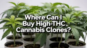 Where to buy high(space)THC cannabis clones
