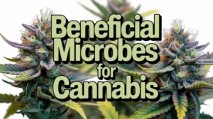 Beneficial Microbes for Cannabis