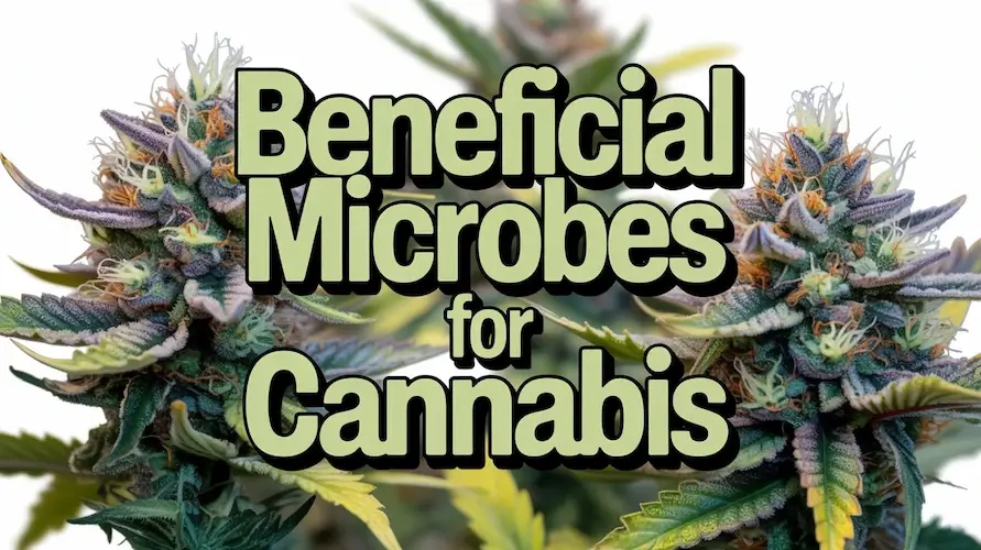 Beneficial Microbes for Cannabis: A Complete Guide to Healthier Plants and Bigger Harvests