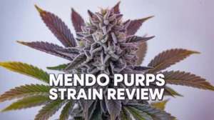 Mendo Purps strain review