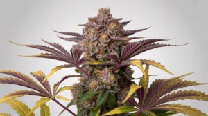 Super Lemon Cherry strain