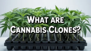 What are cannabis clones? A complete guide