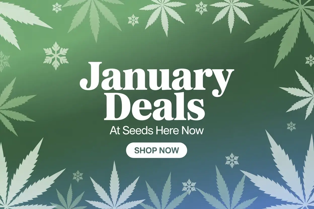 Autoflower Seeds Promotion