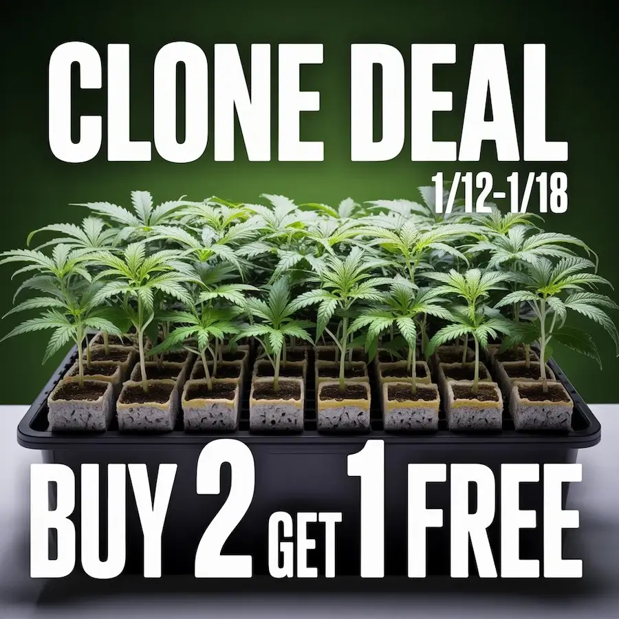 Autoflower Seeds Promotion