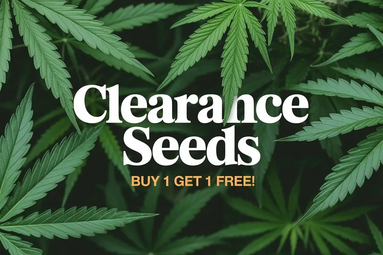 Autoflower Seeds Promotion