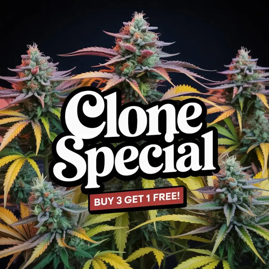 Autoflower Seeds Promotion