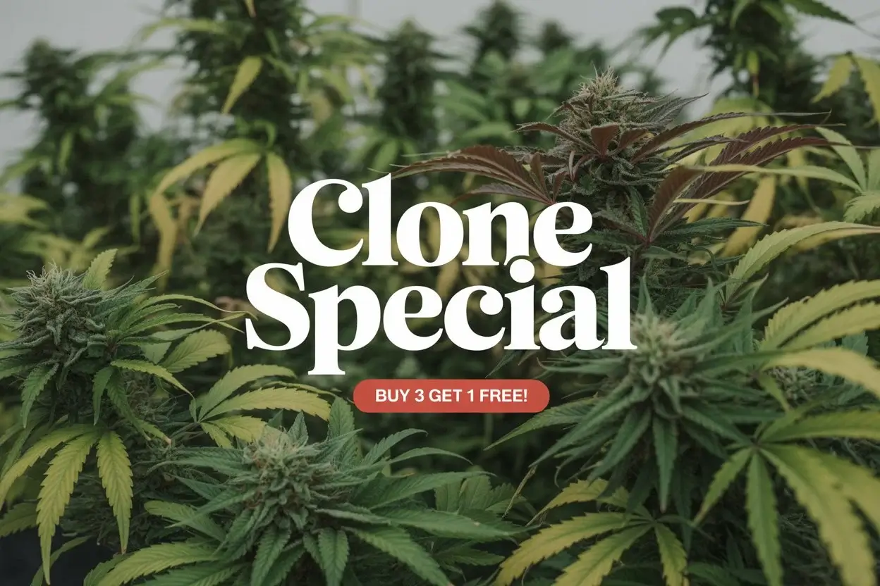 Autoflower Seeds Promotion