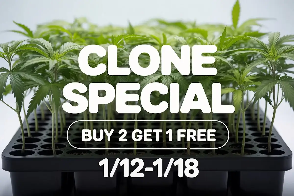 Autoflower Seeds Promotion